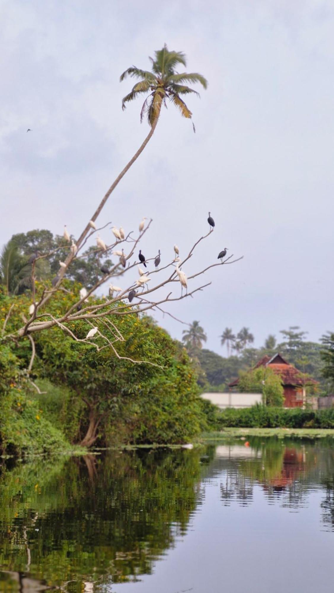 Gypsea Marari Bed and Breakfast Alappuzha Exteriör bild